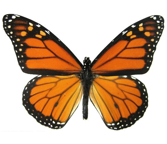 Option trade butterfly