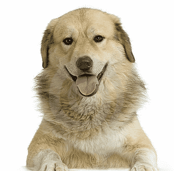 dogs of the dow 2016 dogs of the dow 2016 dogs of the dow 2016 dogs of the dow 2016